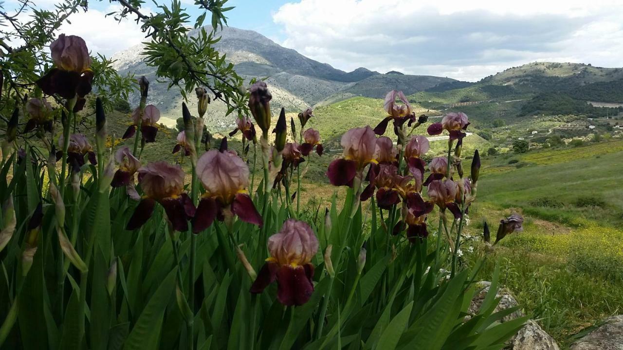 Finca Las Morenas Yunquera Εξωτερικό φωτογραφία